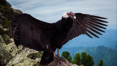 Андский кондор:  Налёт по беспределу. 02