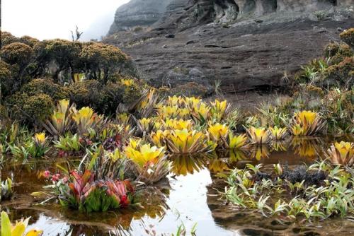 Венесуэла: экосистемы Затерянных Миров. 04