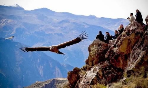 Андский кондор:  Налёт по беспределу. 04