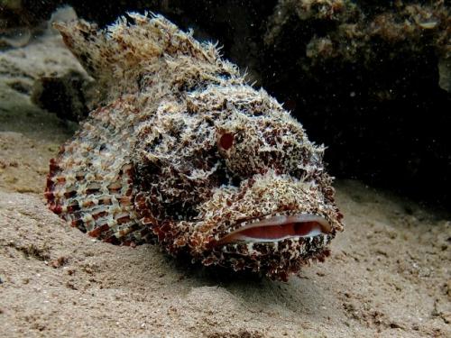 Stonefish - бородавчатка, или рыба - камень (лат. 02