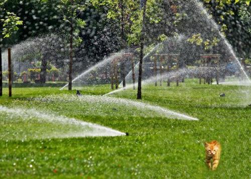 Инженер создал нейросеть, которая, заметив на участке кота, включает поливалку и прогоняет его. Инженер создал нейросеть, которая, заметив на участке кота, включает поливалку и прогоняет его.