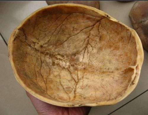 - ритуальная чаша из черепа капала. 01 - ритуальная чаша из черепа капала. 01