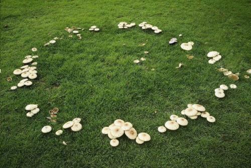 Ведьмин круг. Круг грибов (кольцо фей, круг эльфов, ведьмин круг) - явление естественное. 02