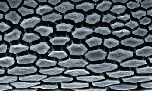 Это микроструктура легких у скорпионов, фото с электронного микроскопа. 08