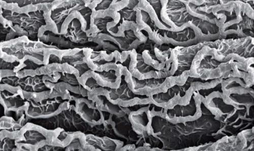 Это микроструктура легких у скорпионов, фото с электронного микроскопа.