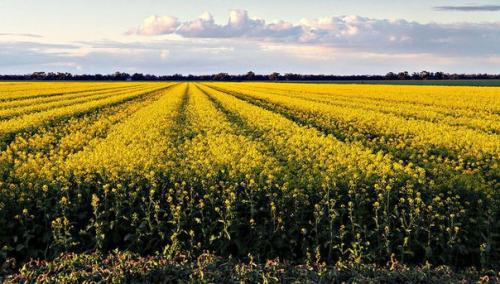 Почему Шотландия выращивание гмо на территории страны запретила? 
