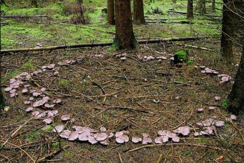 Ведьмин круг. Круг грибов (кольцо фей, круг эльфов, ведьмин круг) - явление естественное. 04