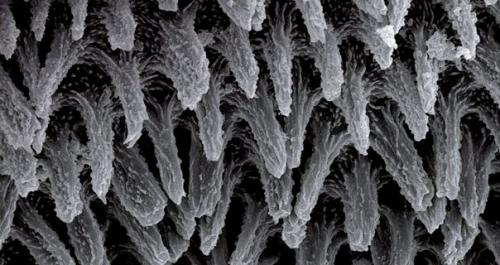 Это микроструктура легких у скорпионов, фото с электронного микроскопа. 01