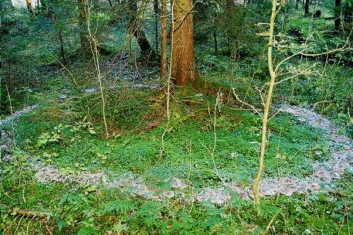 Ведьмин круг. Круг грибов (кольцо фей, круг эльфов, ведьмин круг) - явление естественное. 01