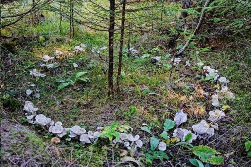 Ведьмин круг. Круг грибов (кольцо фей, круг эльфов, ведьмин круг) - явление естественное. 03