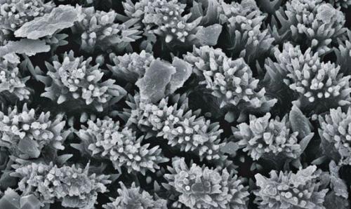 Это микроструктура легких у скорпионов, фото с электронного микроскопа. 06