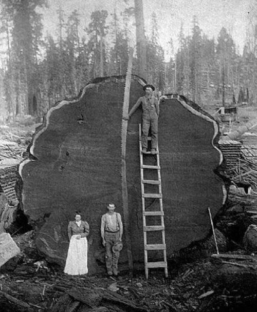 Северная Америка.  Начало 20-го века. 01