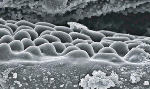 Это микроструктура легких у скорпионов, фото с электронного микроскопа. 04