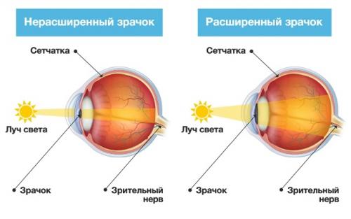 Расширение зрачка позволяет врачу хорошо рассмотреть внутренние структуры глаза: хрусталик, сетчатку, её сосуды и зрительный нерв. 01