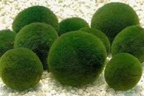 Загадка зелёных сфер на океанском побережье. 01 Загадка зелёных сфер на океанском побережье. 01