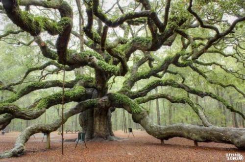 Дуб ангела.  Чарльстон, США. 
