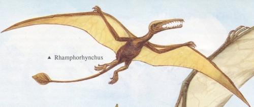 Доисторическое существо, которое живет и по сей день на островах новой Гвинеи. 03 Доисторическое существо, которое живет и по сей день на островах новой Гвинеи. 03