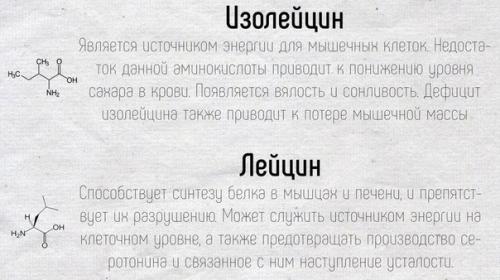 Краткое описание основных функций, которые выполняют аминокислоты в нашем организме.