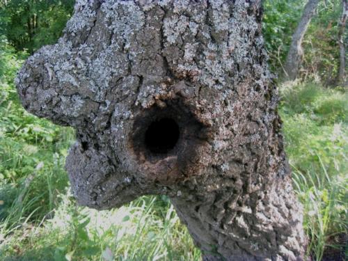 Склон Бешеных Молний. 08