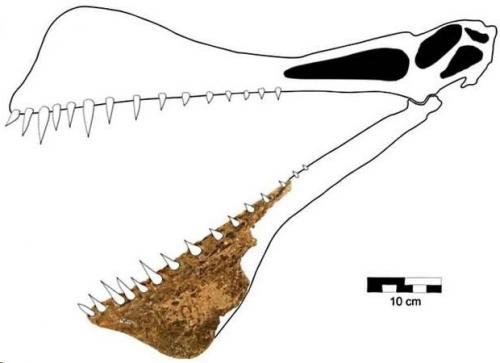 В Австралии найдены останки крупнейшего птерозавра с 7-метровыми крыльями. 01