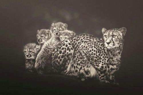 Мануэла кульпа (Manuela Kulpa) - один из популярнейших фотографов - анималистов. 01