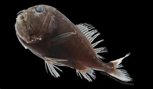 Рыбы Невидимки. Эти рыбы живут в кромешной тьме на глубине ниже 200 метров и поглощают до 99, 5% света. 01 Рыбы Невидимки. Эти рыбы живут в кромешной тьме на глубине ниже 200 метров и поглощают до 99, 5% света. 01