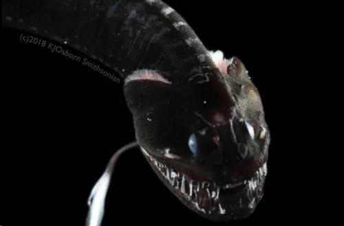 Рыбы Невидимки. Эти рыбы живут в кромешной тьме на глубине ниже 200 метров и поглощают до 99, 5% света. 03 Рыбы Невидимки. Эти рыбы живут в кромешной тьме на глубине ниже 200 метров и поглощают до 99, 5% света. 03