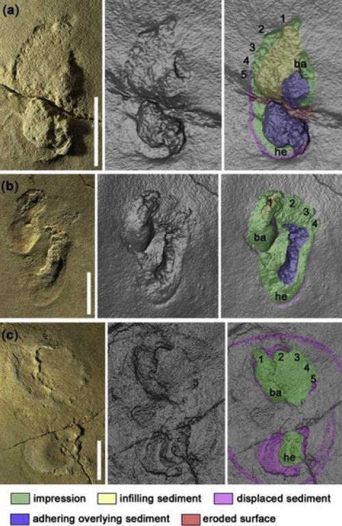 На Крите нашли человеческие следы возрастом в 5, 7 млн лет, хотя в это время предки людей еще жили в Африке. 03