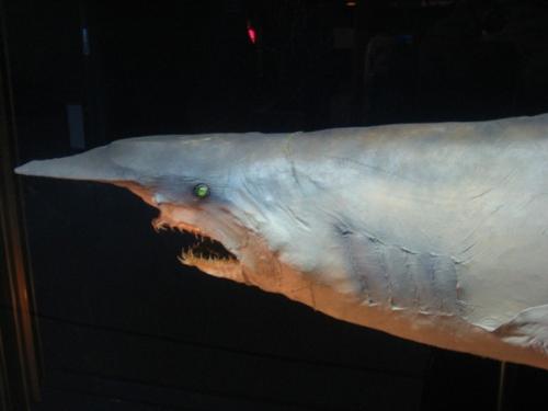 Акула - домовой.  Первый раз эту акулу обнаружили в 1898 году у иорданского берега красного моря (в заливе Акаба. 03