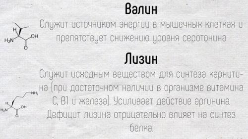 Краткое описание основных функций, которые выполняют аминокислоты в нашем организме. 01