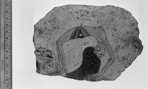 Знаменитый остракон с изображением танцовщицы - акробатки. 01