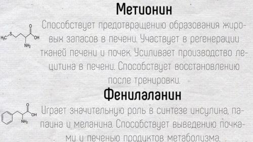 Краткое описание основных функций, которые выполняют аминокислоты в нашем организме. 02