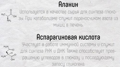Краткое описание основных функций, которые выполняют аминокислоты в нашем организме. 06