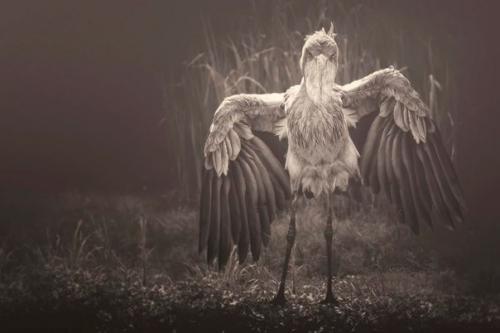 Мануэла кульпа (Manuela Kulpa) - один из популярнейших фотографов - анималистов. 05