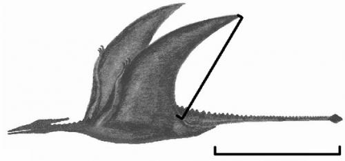 Доисторическое существо, которое живет и по сей день на островах новой Гвинеи. 02 Доисторическое существо, которое живет и по сей день на островах новой Гвинеи. 02