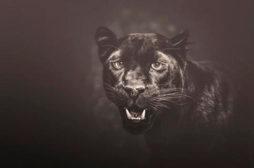 Мануэла кульпа (Manuela Kulpa) - один из популярнейших фотографов - анималистов. 06