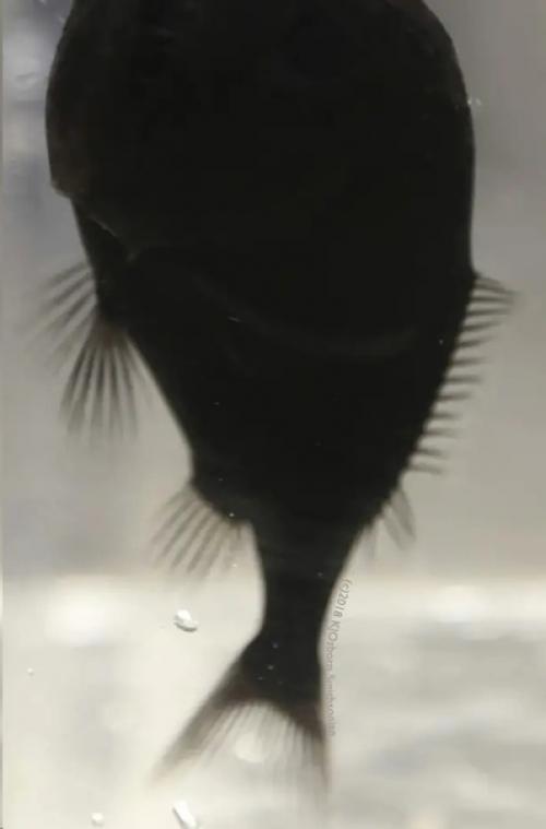 Рыбы Невидимки. Эти рыбы живут в кромешной тьме на глубине ниже 200 метров и поглощают до 99, 5% света. 02 Рыбы Невидимки. Эти рыбы живут в кромешной тьме на глубине ниже 200 метров и поглощают до 99, 5% света. 02