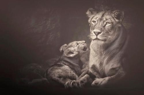 Мануэла кульпа (Manuela Kulpa) - один из популярнейших фотографов - анималистов. 04