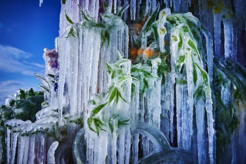 Зимой японский художник азума макото создаёт скульптуры из замороженных цветов на льду замерзшего озера на полуострове ноцуке. 04
