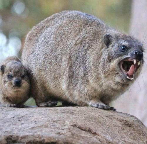 Даман - это одно из самых удивительных существ на планете, глядя на которое почти невозможно угадать его истинное происхождение. 03