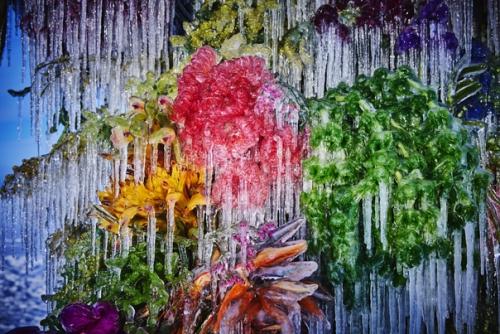 Зимой японский художник азума макото создаёт скульптуры из замороженных цветов на льду замерзшего озера на полуострове ноцуке. 02