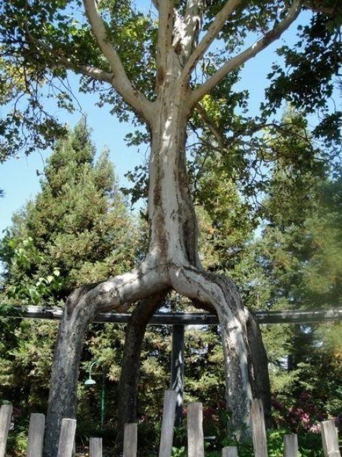 Аксель эрландсон (Axel Erlandson) (1884 - 1964) был необычным фермером, который заставлял расти деревья по его собственному дизайну. 08