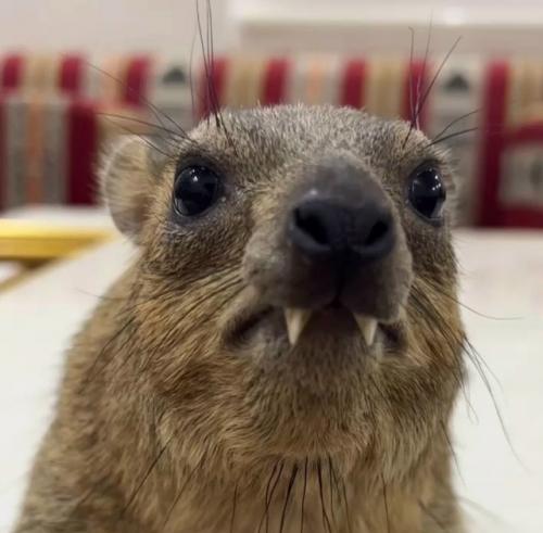 Даман - это одно из самых удивительных существ на планете, глядя на которое почти невозможно угадать его истинное происхождение. 02