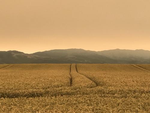 Дым от пожаров в лесах Австралии уже новой Зеландии достиг. 01