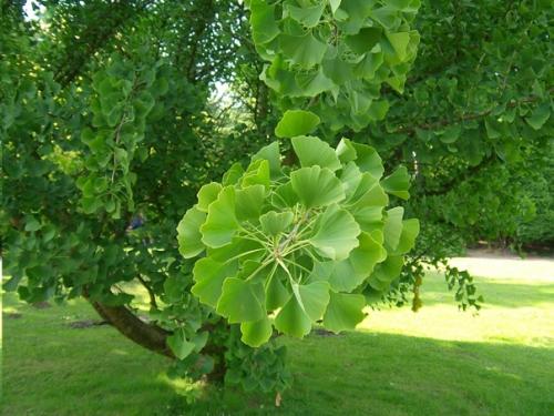 Деревья гинкго - уникальные, почти бессмертные растения. 02