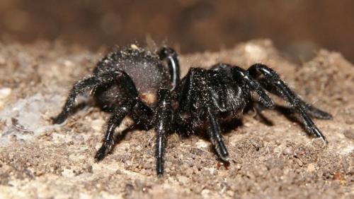 Не повезло австралийцам! 01