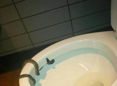 Когда решил сходить в туалет, а тут такое. 03