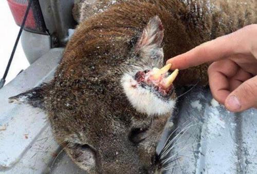 В США застрелили Льва с растущими из ушей зубами. В США застрелили Льва с растущими из ушей зубами.