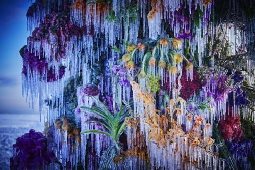 Зимой японский художник азума макото создаёт скульптуры из замороженных цветов на льду замерзшего озера на полуострове ноцуке. 01