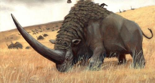 Эласмотерии - древний сибирский носорог. 01 Эласмотерии - древний сибирский носорог. 01